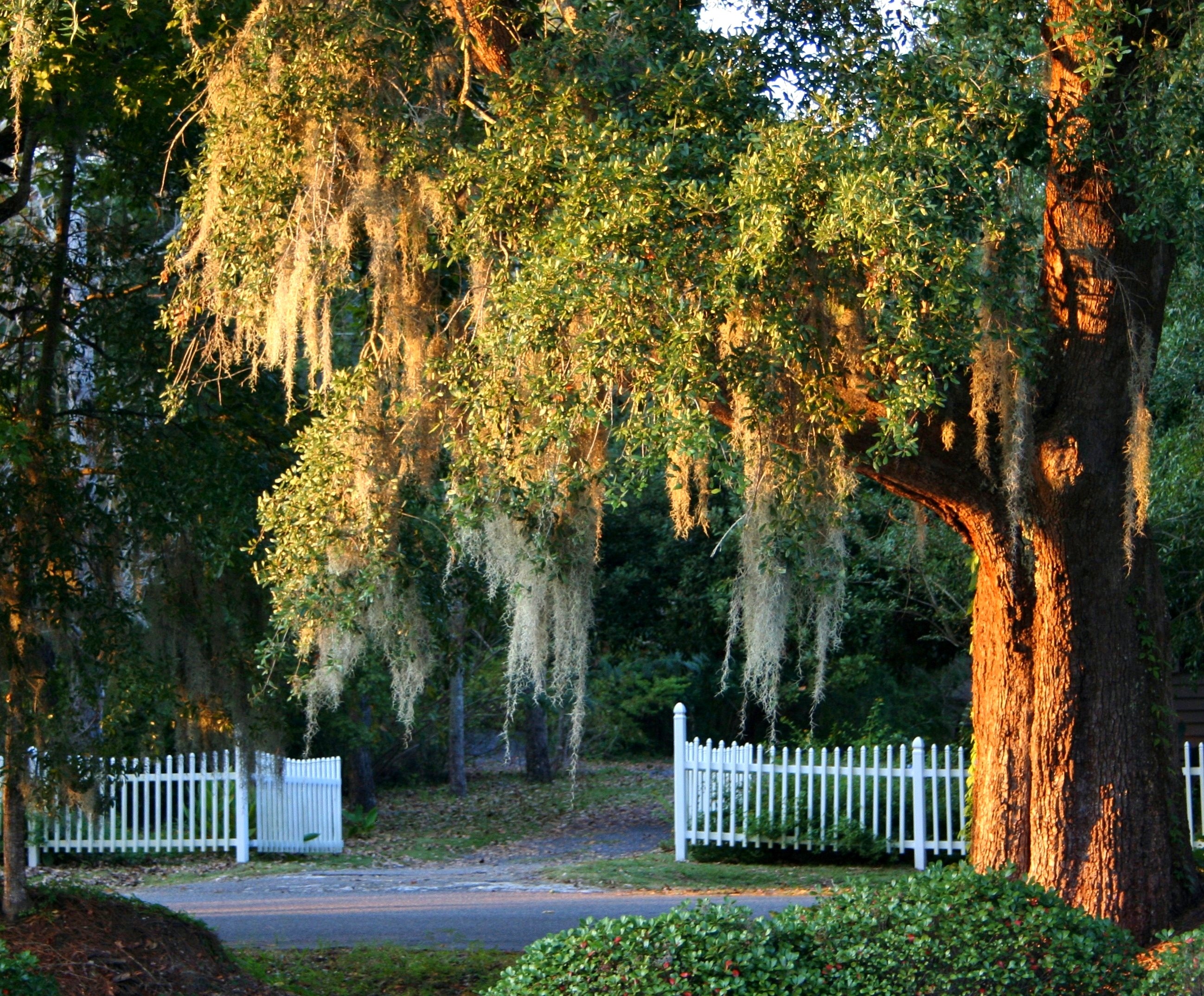 Tallahassee Named A Tree City USA Community